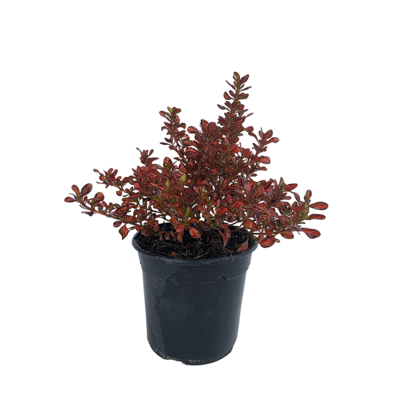 Coprosma Evening Glow - 2.5L