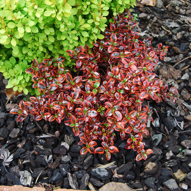 Coprosma Ignite - 2.5L