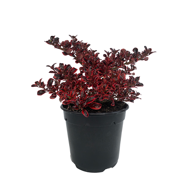 Coprosma Ignite - 2.5L