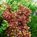 Coprosma Inferno - 2.5L