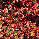 Coprosma Inferno - 2.5L