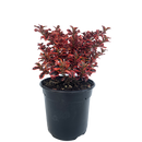 Coprosma Inferno - 2.5L