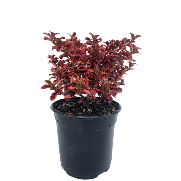 Coprosma Inferno - 2.5L