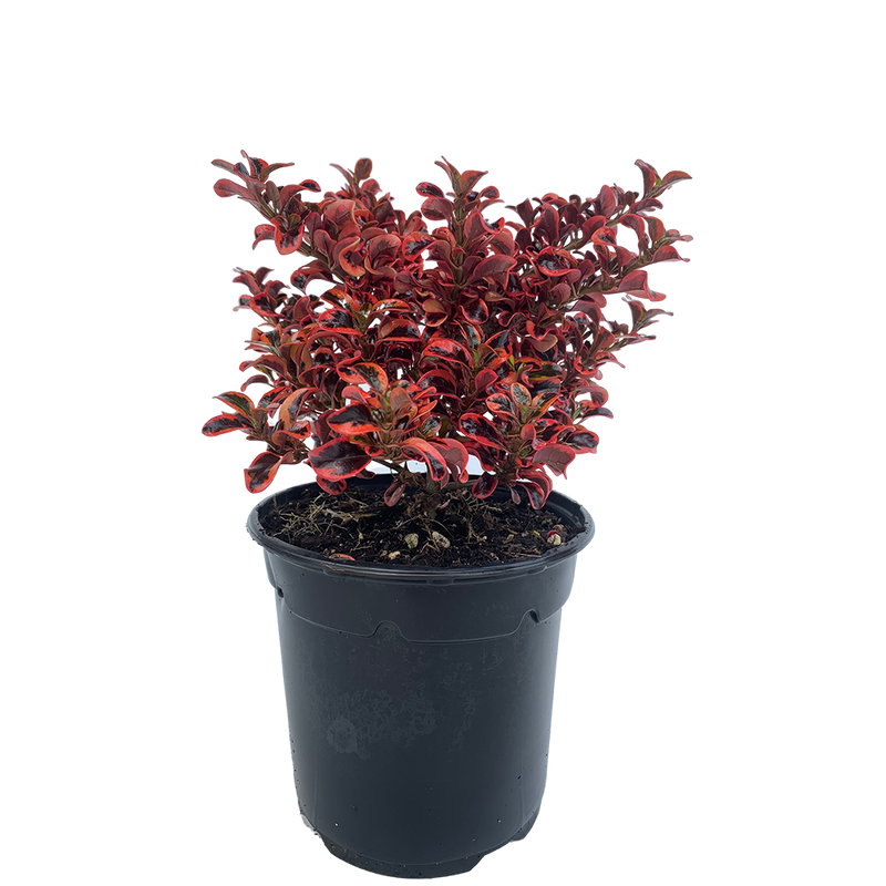 Coprosma Inferno - 2.5L