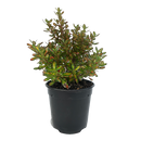 Coprosma Lemon And Lime - 2.5L