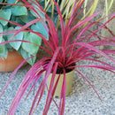 Cordyline Raspberry Fountain - 2.5L