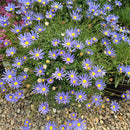 Felicia Gold Sapphire - 1.3L