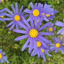 Felicia Gold Sapphire - 1.3L