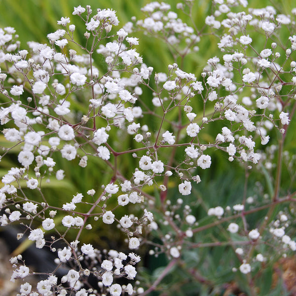 Gypsophila Bristol Fairy - 2.5L