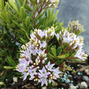 Hebe Diosmifolia Minor - 2L