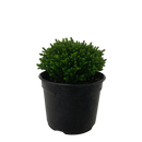 Hebe Emerald Green - 2L