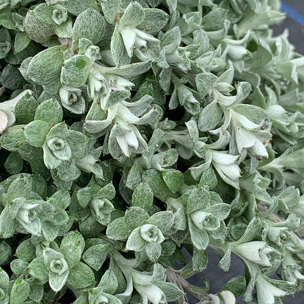Helichrysum Graeme Patterson - 1.3L