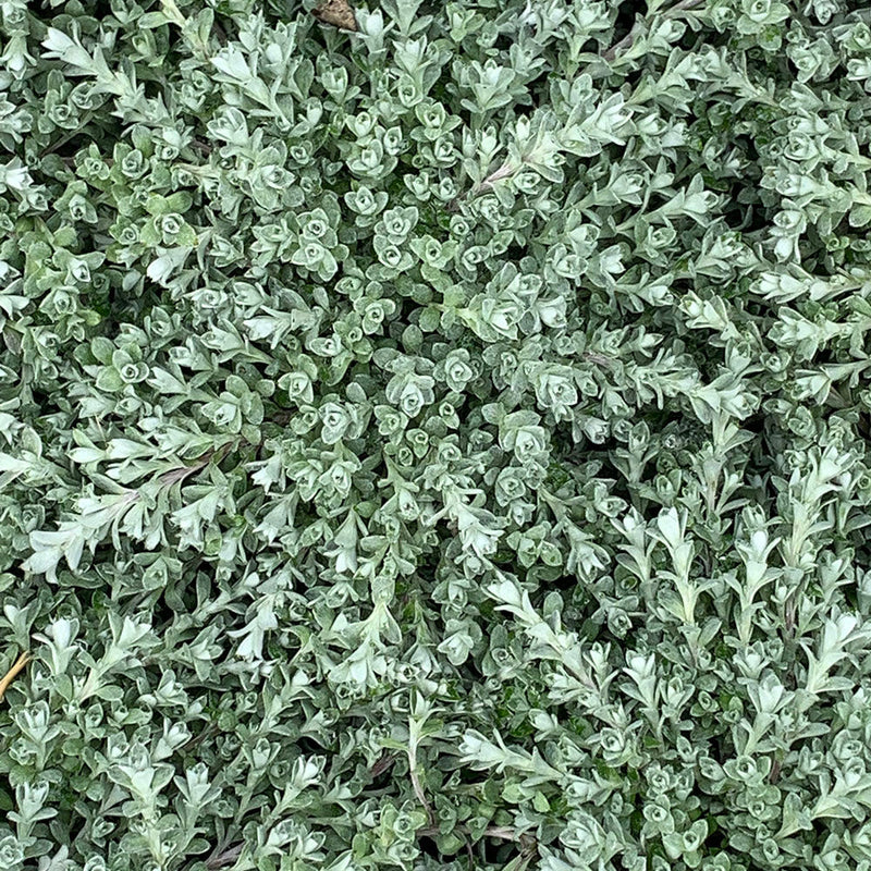 Helichrysum Graeme Patterson - 1.3L
