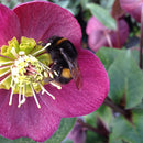 Hellebore Annas Red - 2.5L