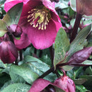 Hellebore Annas Red - 2.5L