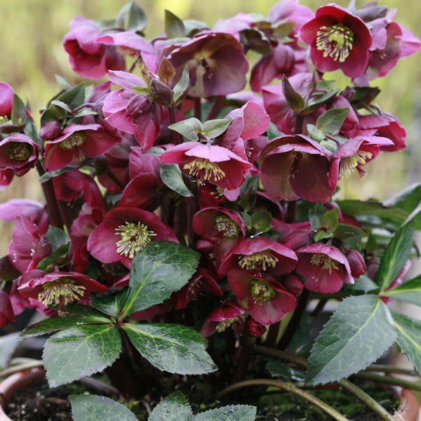 Helleborus Annas Red - 2.5L