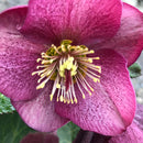 Hellebore Charmer - 2.5L