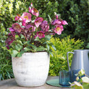 Hellebore Charmer - 2.5L