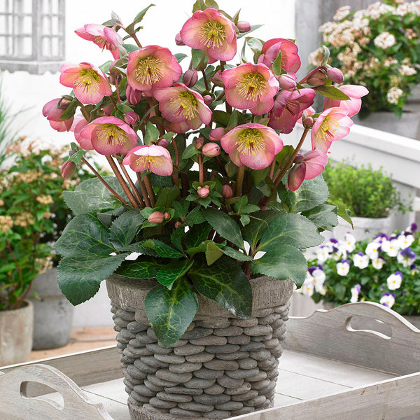 Helleborus Olivias Joy - 2.5L