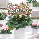Hellebore Sophies Delight - 2.5L