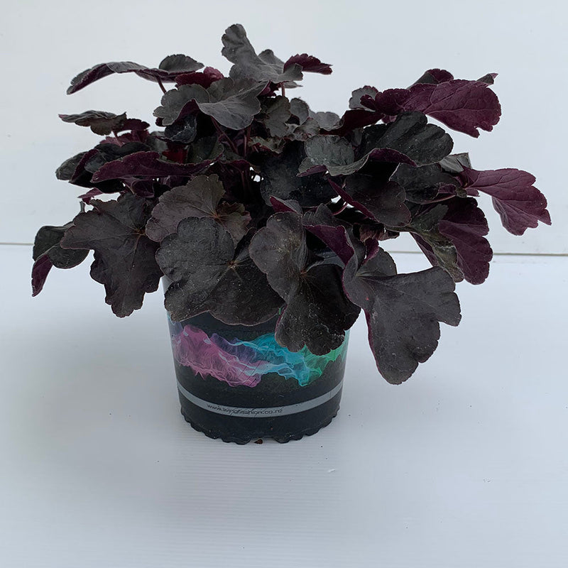 Heuchera Black Taffeta - 1.5L