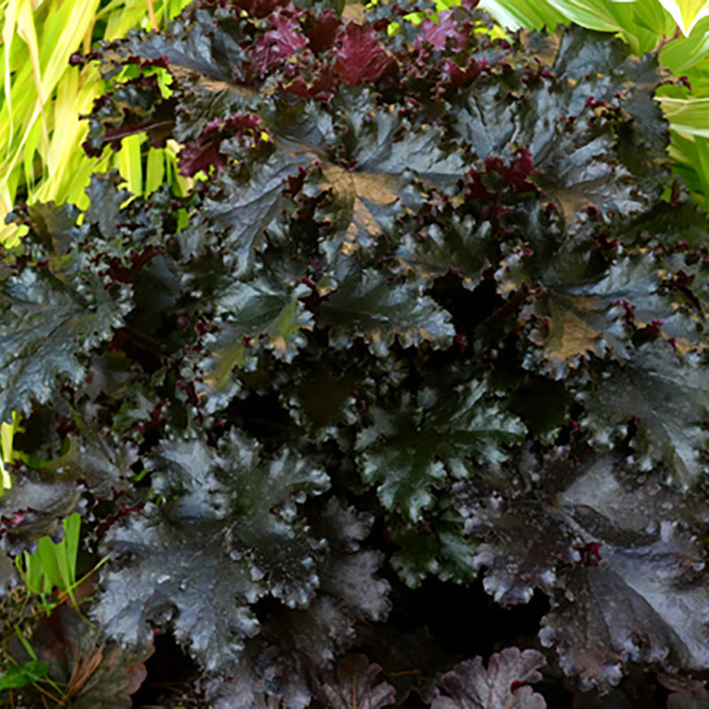 Heuchera Black Taffeta - 1.5L