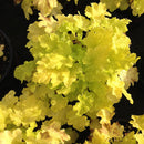 Heuchera Lime Marmalade - 1.5L
