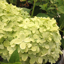 Hydrangea Paniculata Limelight - 4.5L