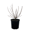 Hydrangea Paniculata Limelight - 4.5L