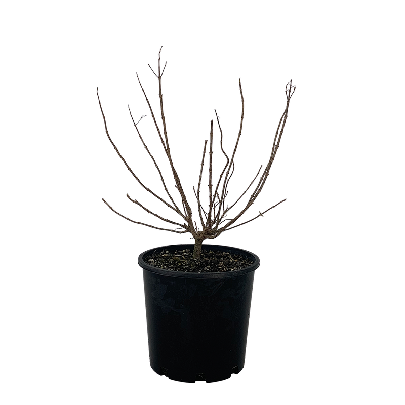 Hydrangea Paniculata Limelight - 4.5L