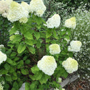 Hydrangea Paniculata Limelight - 4.5L