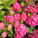 Hydrangea Saxon Red Dawn - 4.5L