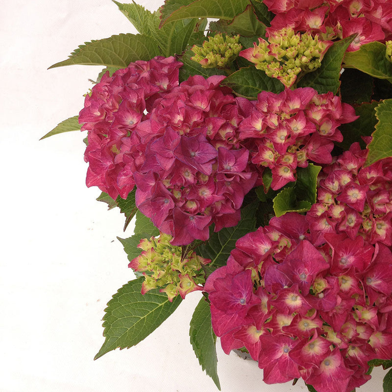 Hydrangea Saxon Red Dawn - 4.5L