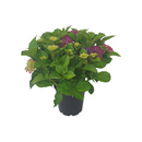 Hydrangea Saxon Red Dawn - 4.5L