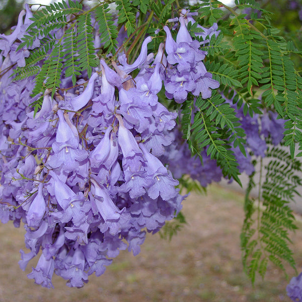 Jacaranda Mimosaefolia - PB8