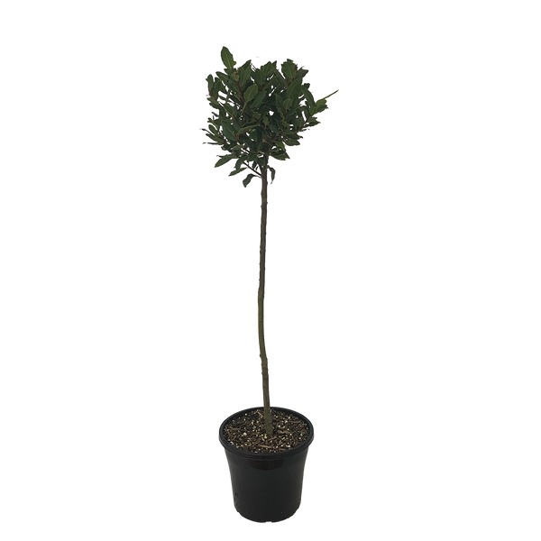 Laurus Tuscan Tower Std - 18L