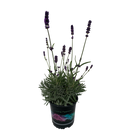 Lavender Sweet Romance - 1.5L