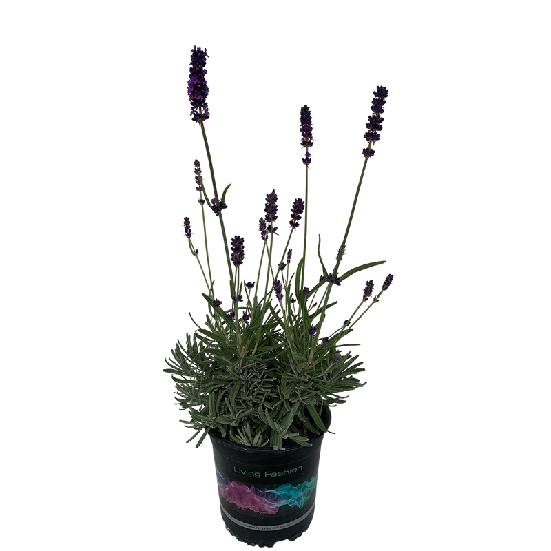 Sweet Rocker Lavender Lavender Sweet Romance - 1.5L
