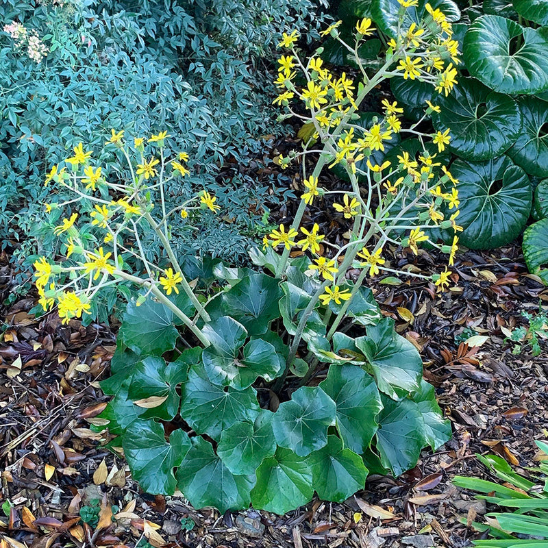 Ligularia Rukuhia Beauty - 1.5L