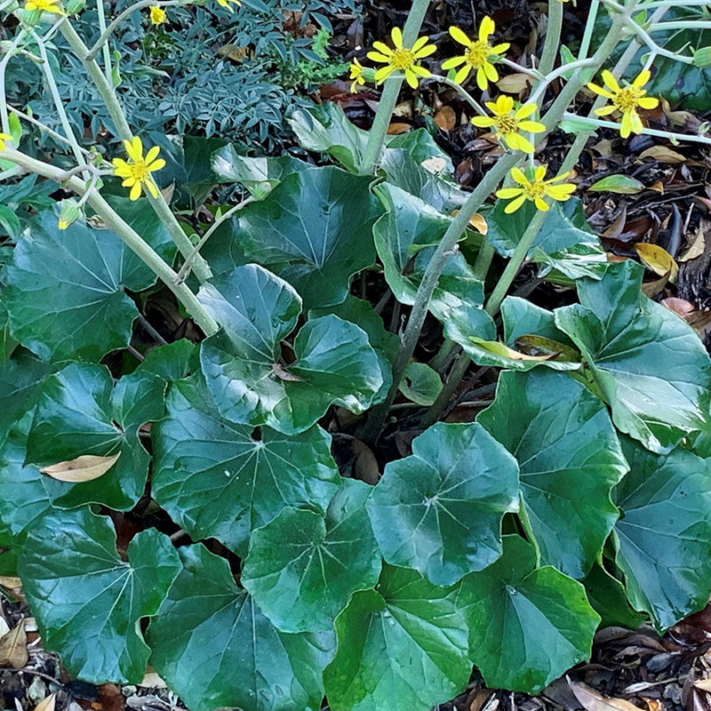 Ligularia Rukuhia Beauty - 1.5L