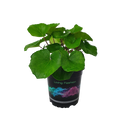 Ligularia Rukuhia Beauty - 1.5L