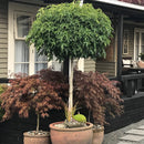 Liquidambar Styraciflua Gumball