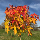 Liquidambar Styraciflua Gumball