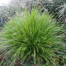Lomandra Lime Tuff - 4.5L
