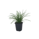 Lomandra Little Lime