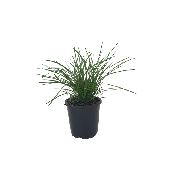 Lomandra Little Lime