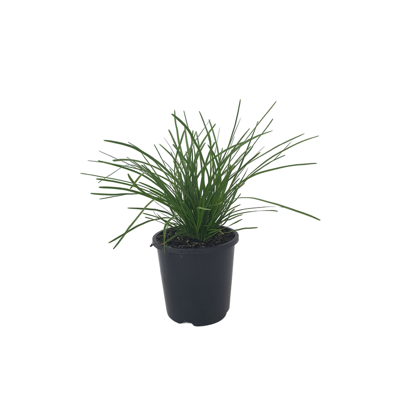 Lomandra Little Lime