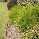 Lomandra Little Lime