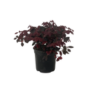 Loropetalum Burgundy - 2.5L