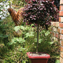 Loropetalum Burgundy - 2.5L